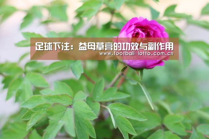 足球下注:益母草膏的功效与副作用(图1) 滚球投注